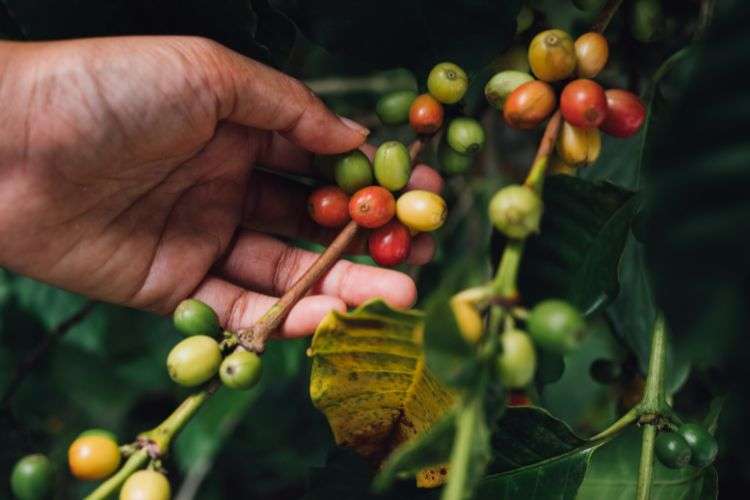kona coffee tree