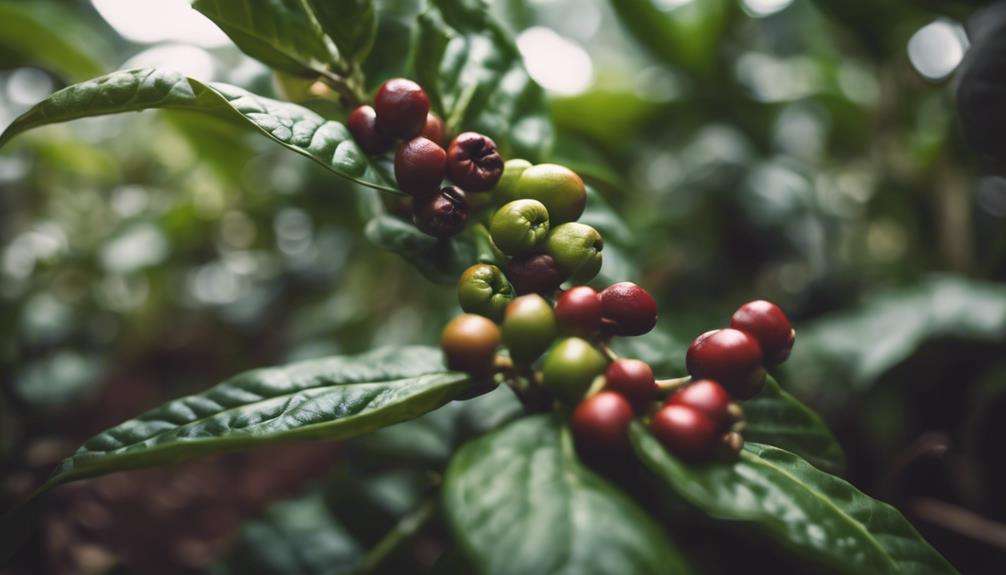coffee bean flavor factors